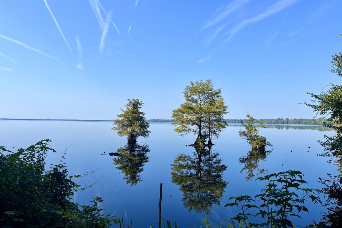 Peaceful morning view of Lake Drummond in the Great Dismal Swamp near Chesapeake, Virginia.