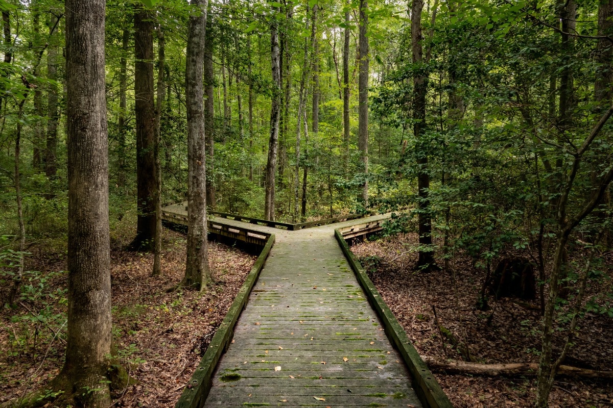 Wooden boardwalk trail surrounded by lush green trees in the Great Dismal Swamp near Chesapeake, Virginia.